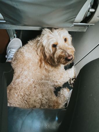 Liberty is laying under the seat in front of me